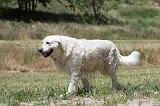 GOLDEN RETRIEVER 1167